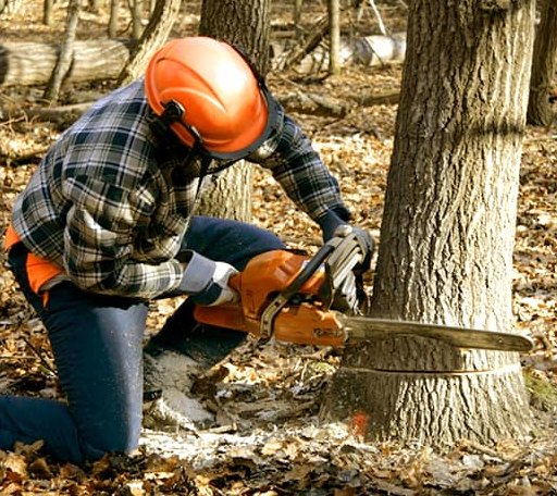 Tree Removal in Bangor, WI